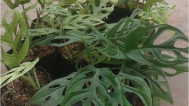 Photo of Fenomena Tanaman Hias Janda Bolong, Ini Penjelasannya
