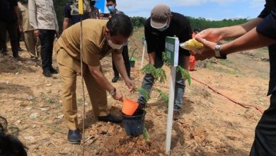 Photo of Wagub Tanam Pohon Hutan Rakyat