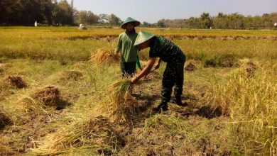 Photo of Tips Panen Padi 11,6 Ton Per Hektare Ala Gapoktan Jombang