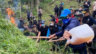 Photo of Sebanyak 9 Hektare Lahan Ganja Dimusnahkan
