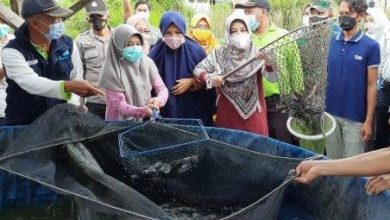 Photo of Bupati Berau Panen Raya Ikan Lele