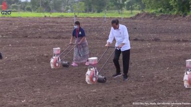 Photo of Presiden: Jagung sebagai Komoditas Unggulan, Tinjau Food Estate Belu