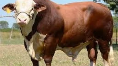 Photo of Distan PPU: Jelang Pilkada, Prediksi Sapi Kurban Meningkat Tahun