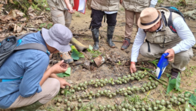 Photo of Kaltim Resmi Miliki Kebun Sumber Benih Aren Genjah