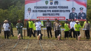 Photo of Pj Bupati PPU Tanam Jagung Perdana Bersama TNI Polri, Dorong Pemanfaatan Lahan Produktif