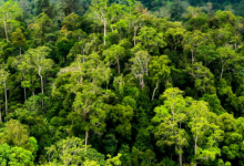 Photo of Menjaga Hutan, Menjemput Miliaran: Jalan Panjang PPU Mengelola Dana Karbon FCPF