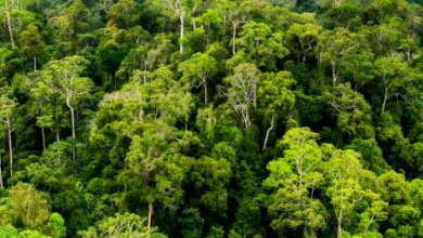 Photo of Menjaga Hutan, Menjemput Miliaran: Jalan Panjang PPU Mengelola Dana Karbon FCPF